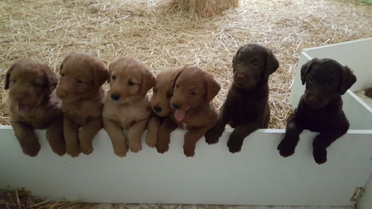 Puppy Row